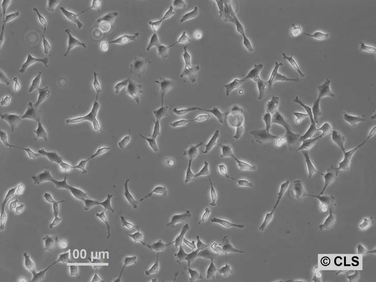 NRK-EGFP-H2B Cells