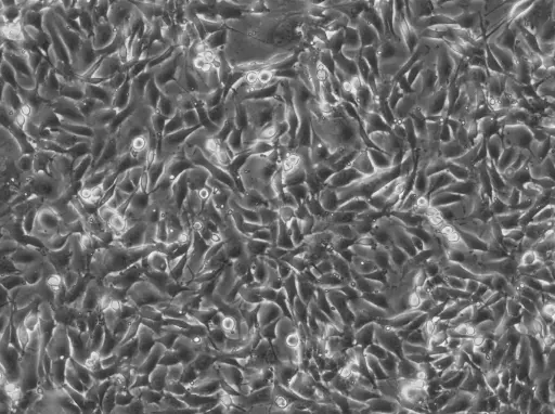 [GEN500726-MA] NRK-EGFP2-Nup50 Cells