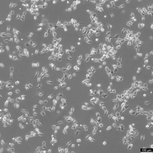 [GEN300670-MA] HK EGFP-alpha-tubulin/H2B-mCherry Cells