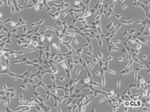 [GEN500669-MA] NRK-Pom121-EGFP3 Cells